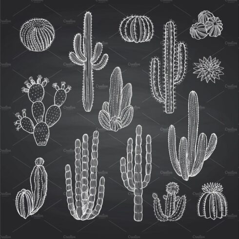 Chalkboard drawing of different kinds of cacti.
