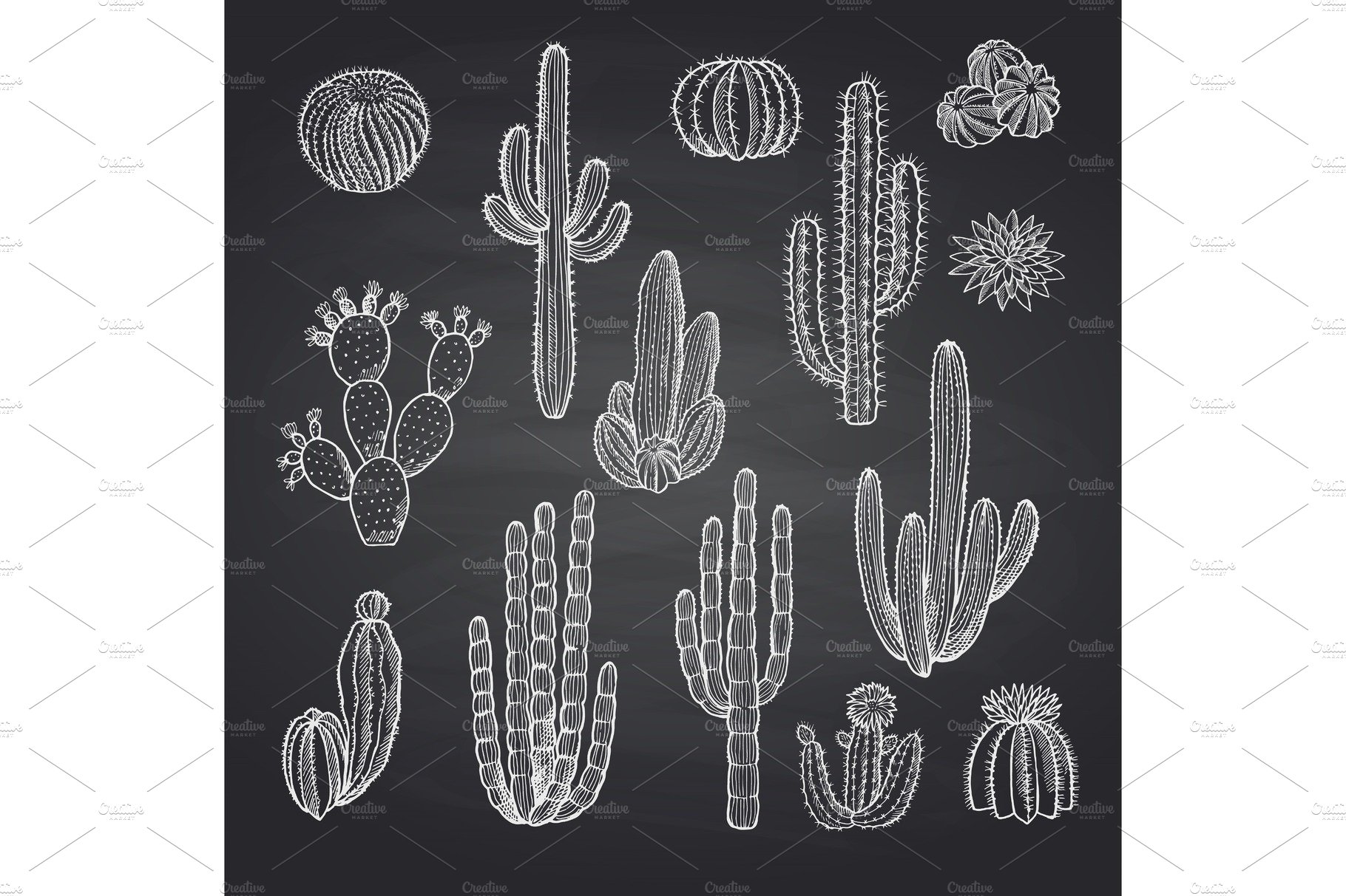 Chalkboard drawing of different kinds of cacti.