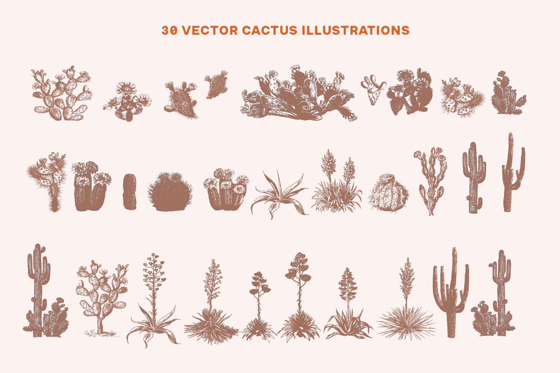 Variety of cactus illustrations on a white background.