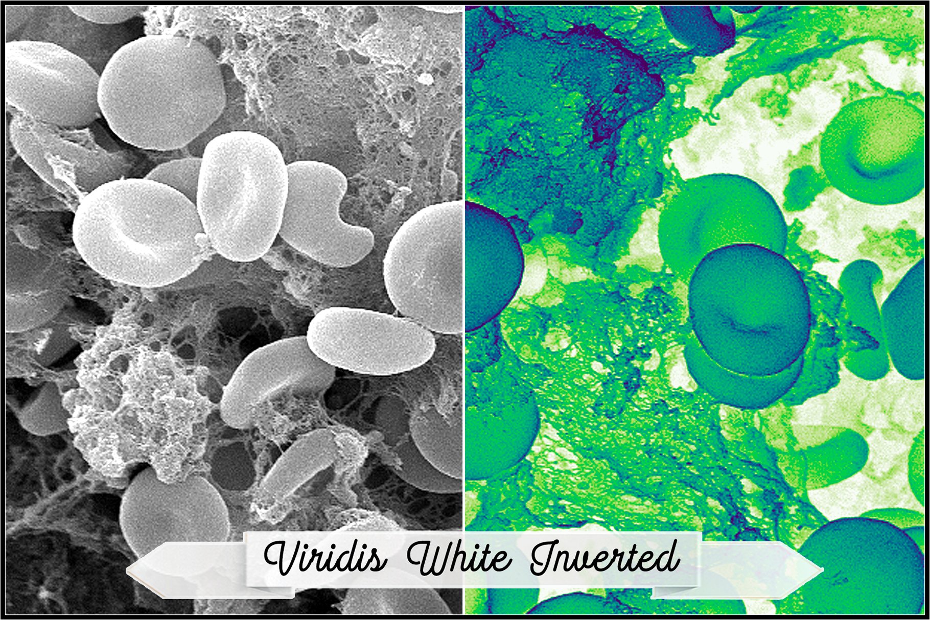 viridis white inverted 179