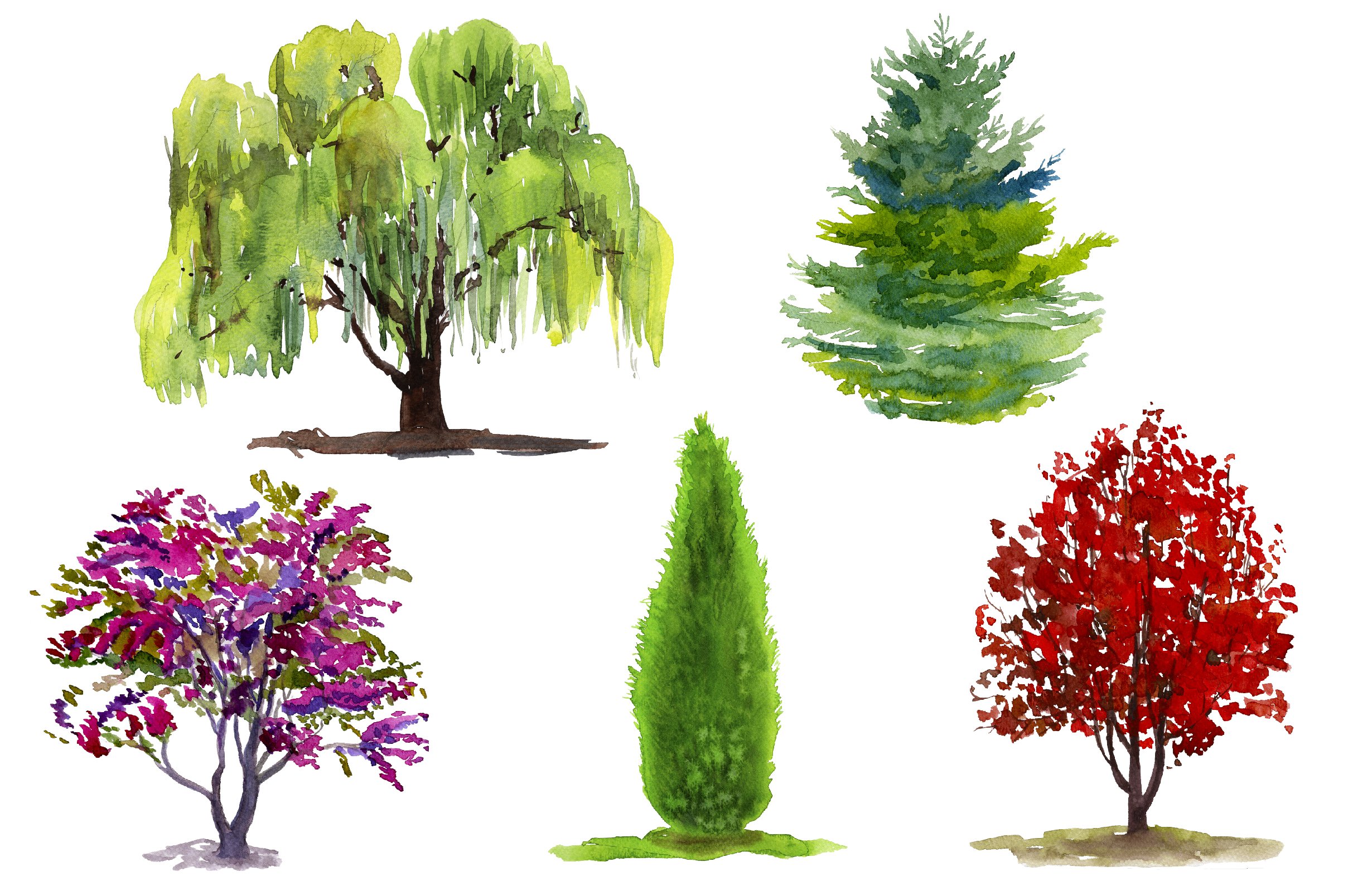 Set of four different trees painted in watercolor.