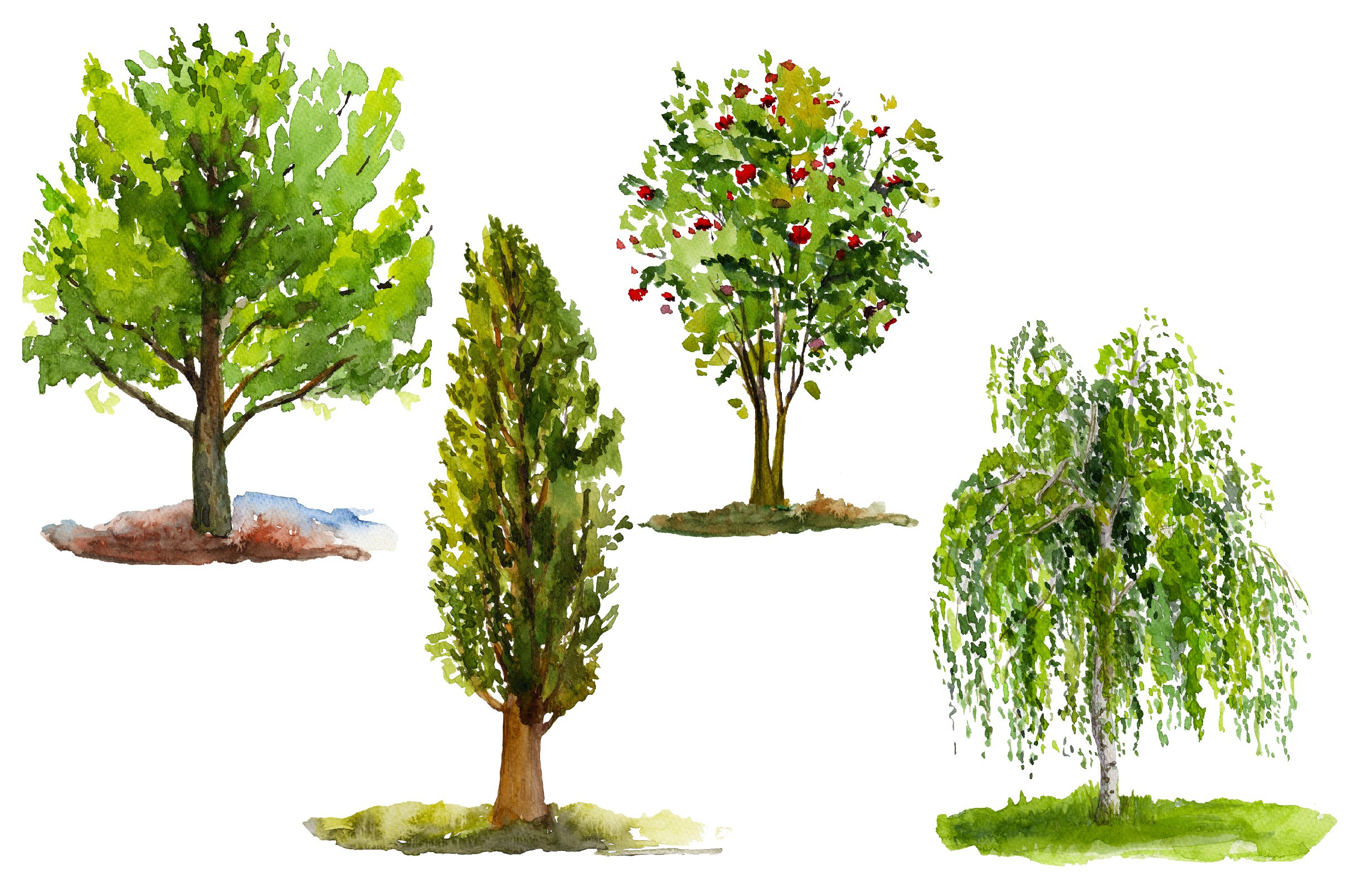 Four different types of trees in different stages of growth.