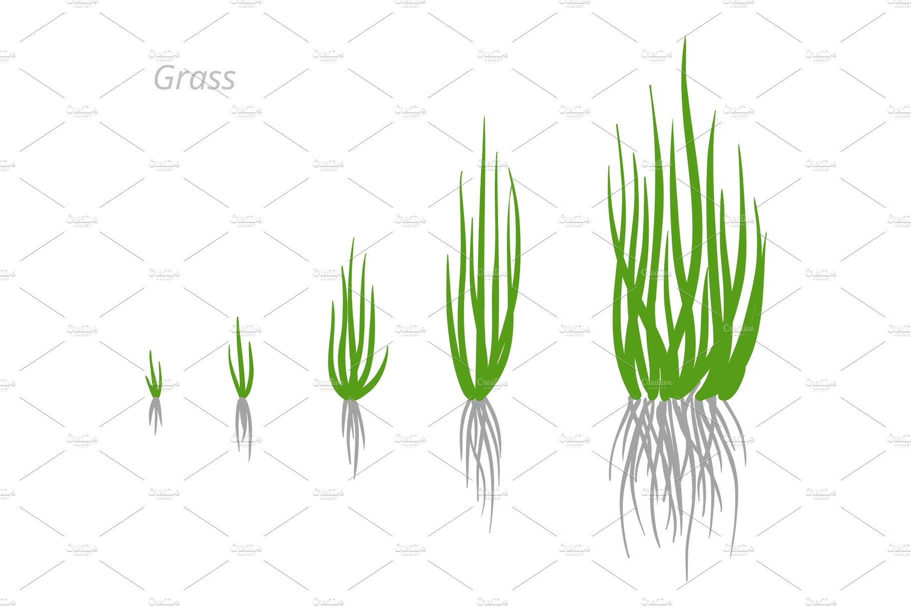 Group of grass growing from the ground to the ground.