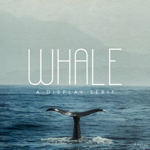 Whale Quirky Display Sans Serif cover image.