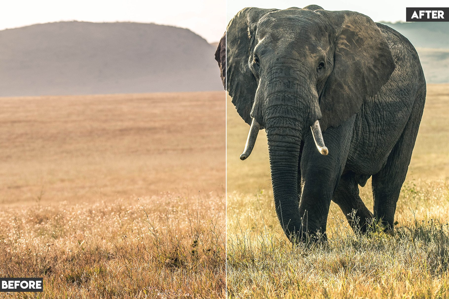 wildlife lightroom preset 54 302