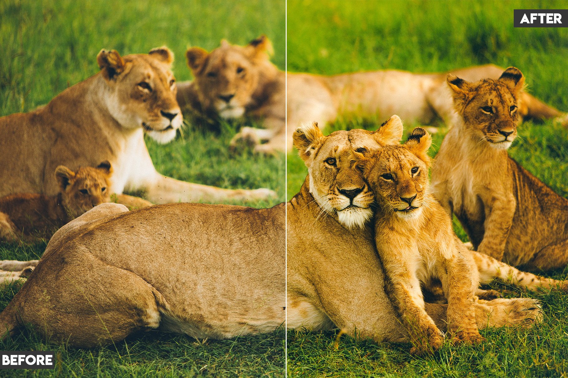 wildlife lightroom preset 57 402