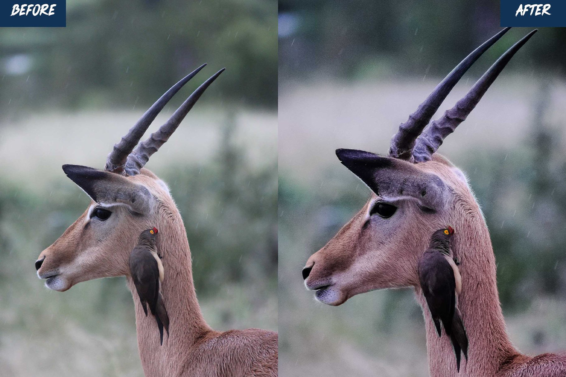 wildlife presets before after 02 958