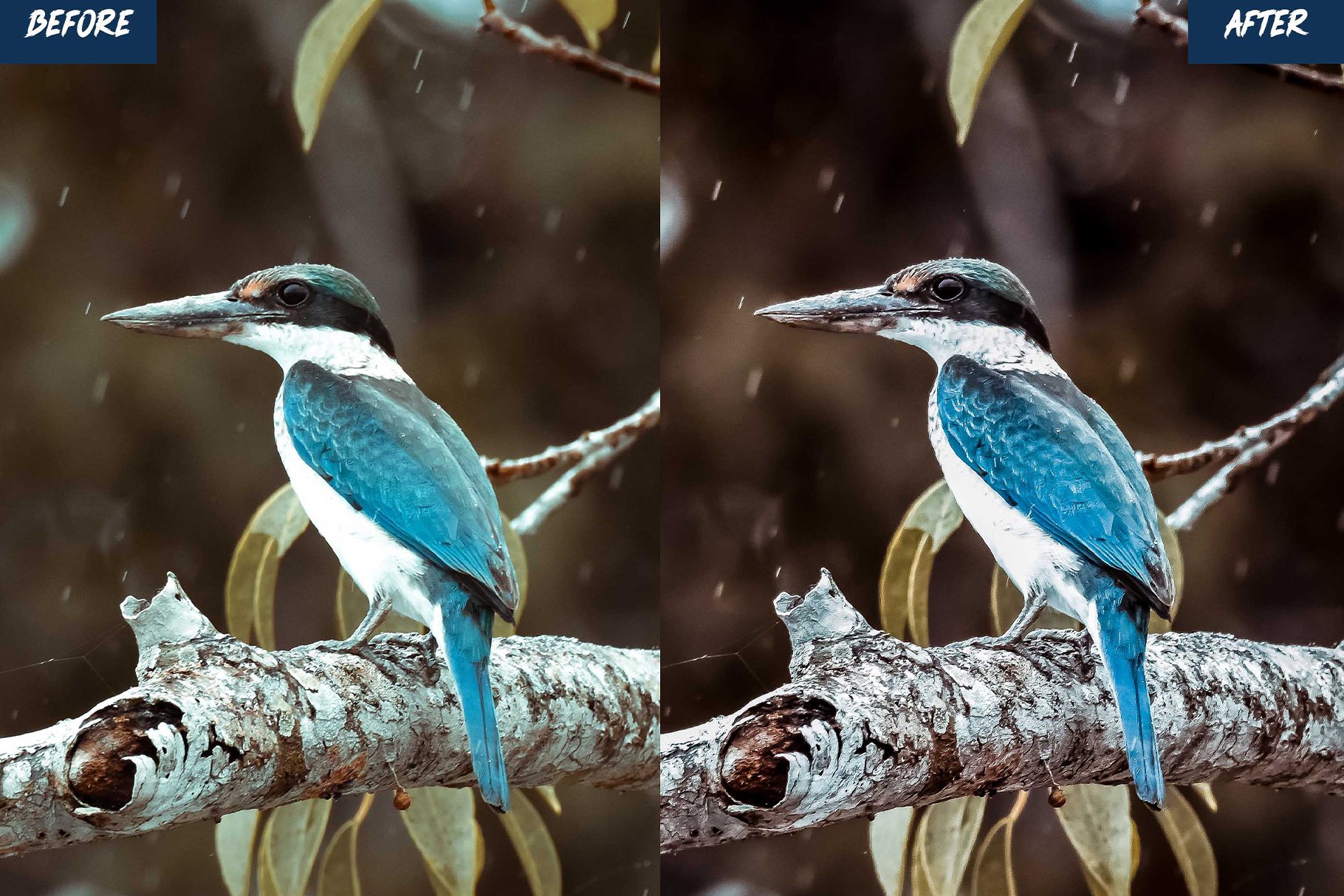 wildlife presets before after 03 855