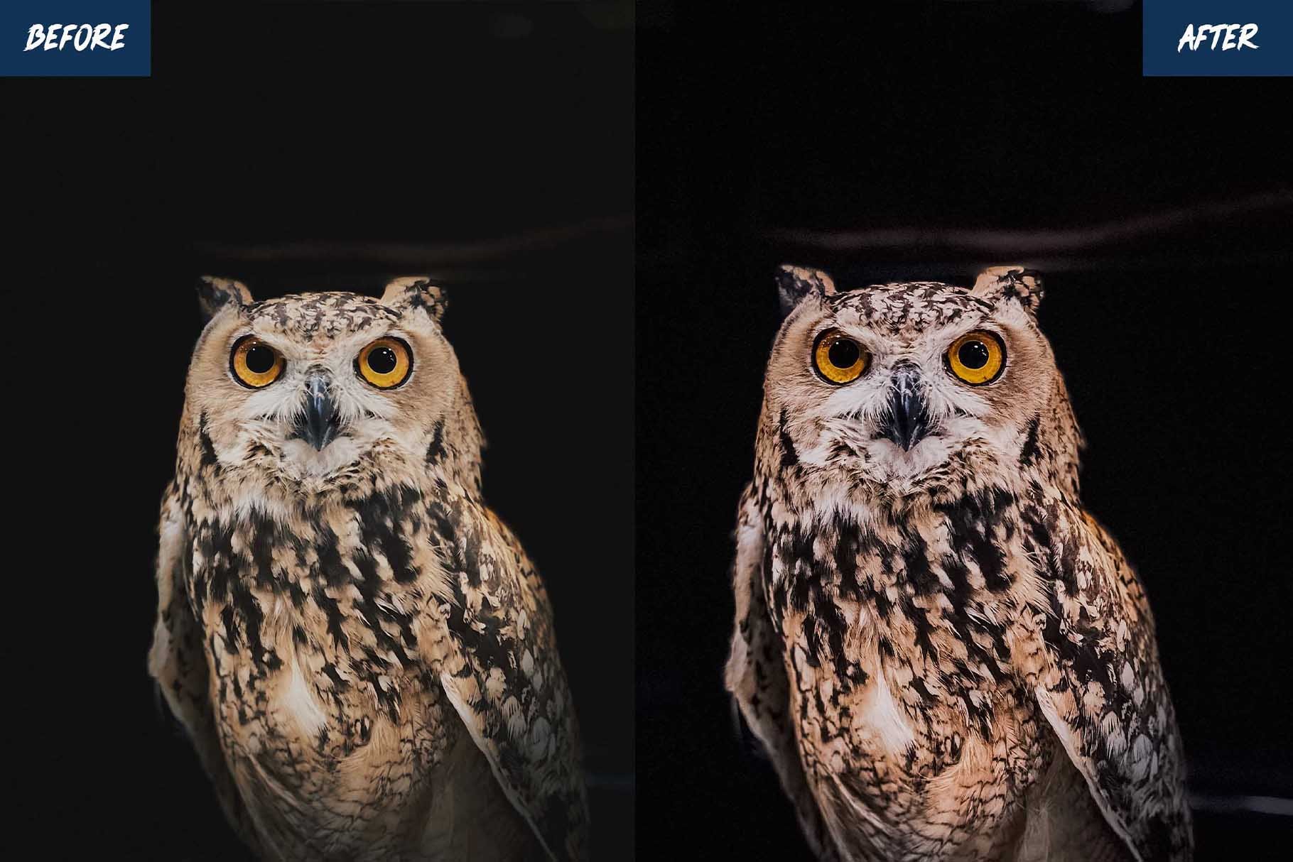wildlife presets before after 04 774