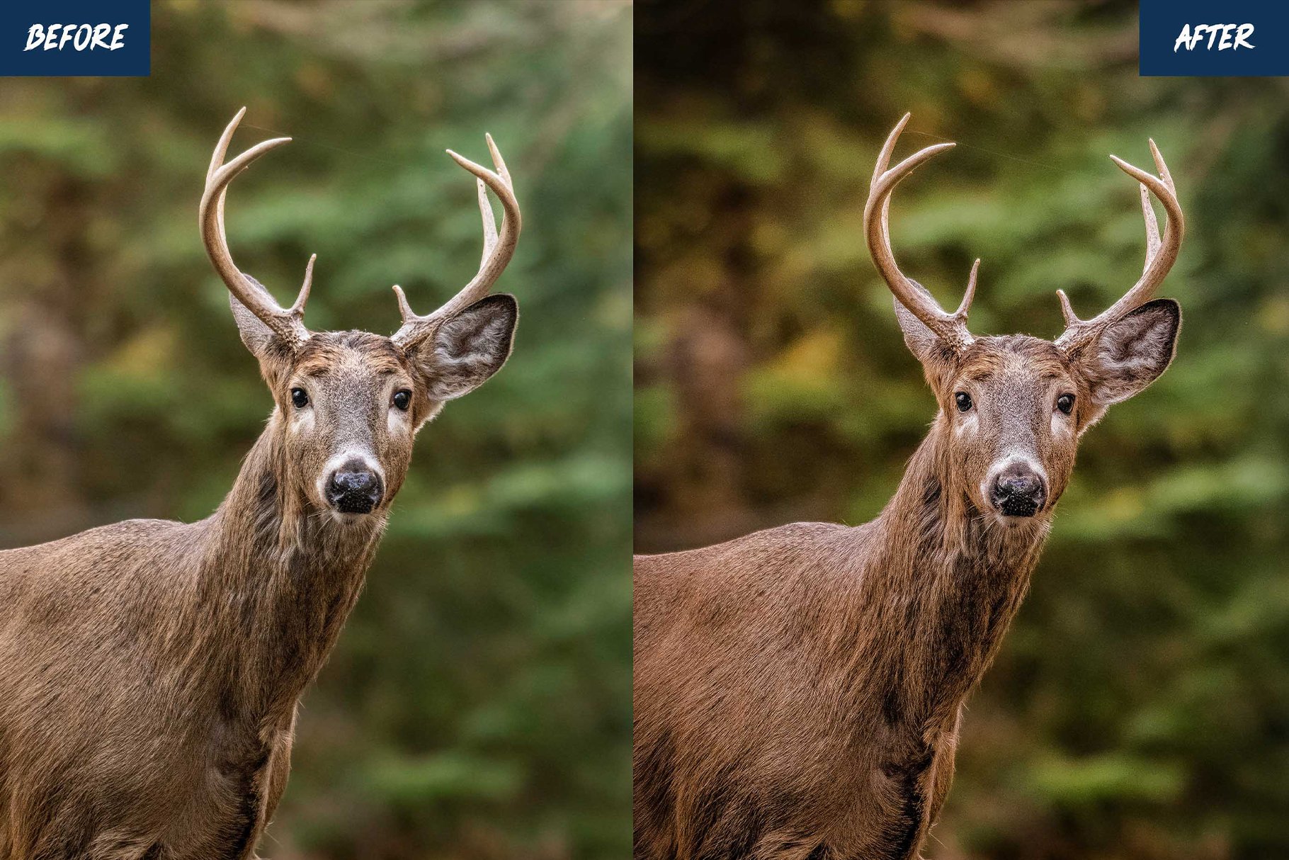wildlife presets before after 05 516