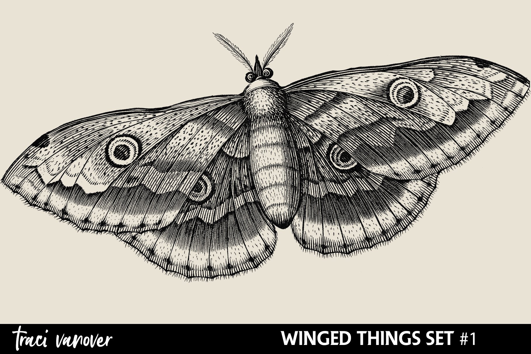 Vintage Winged Things Brushes & PNGspreview image.