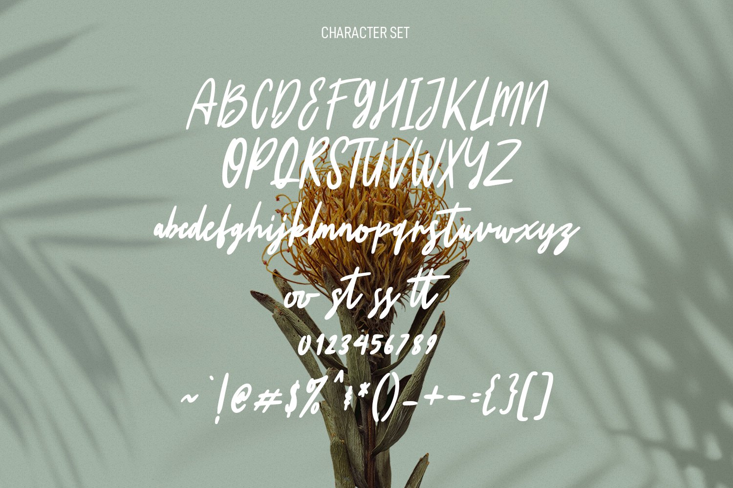 winterstein script brush font 8 349