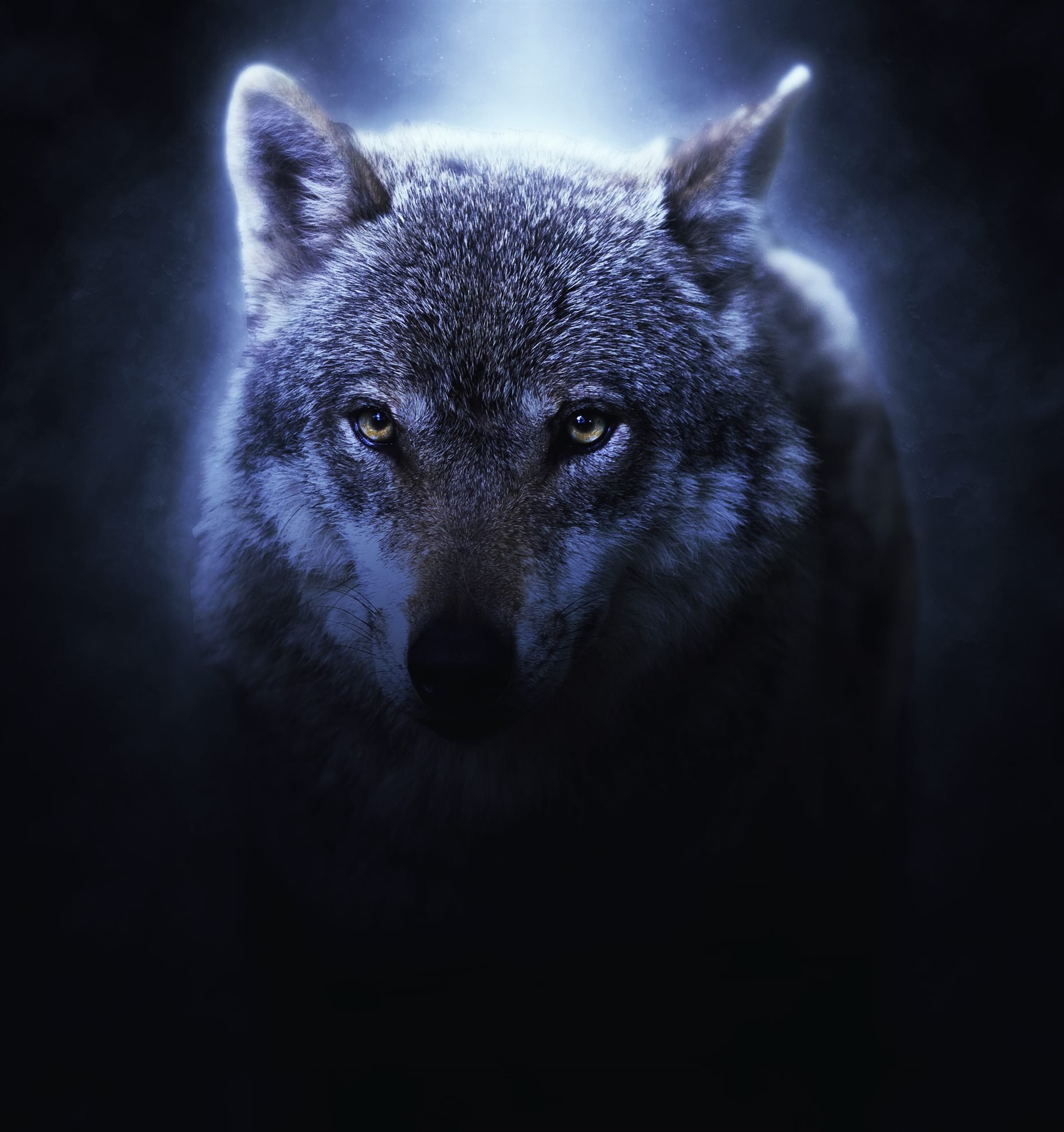 wolf 343