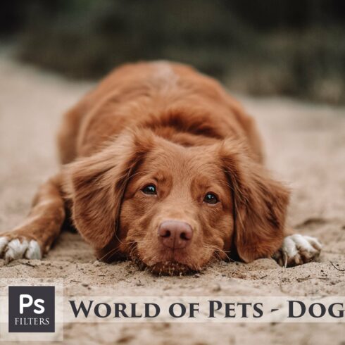 World of Pets Dogs Lightroom Presetscover image.