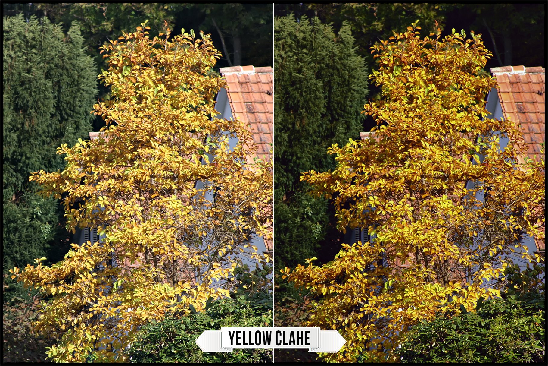 yellow clahe 163