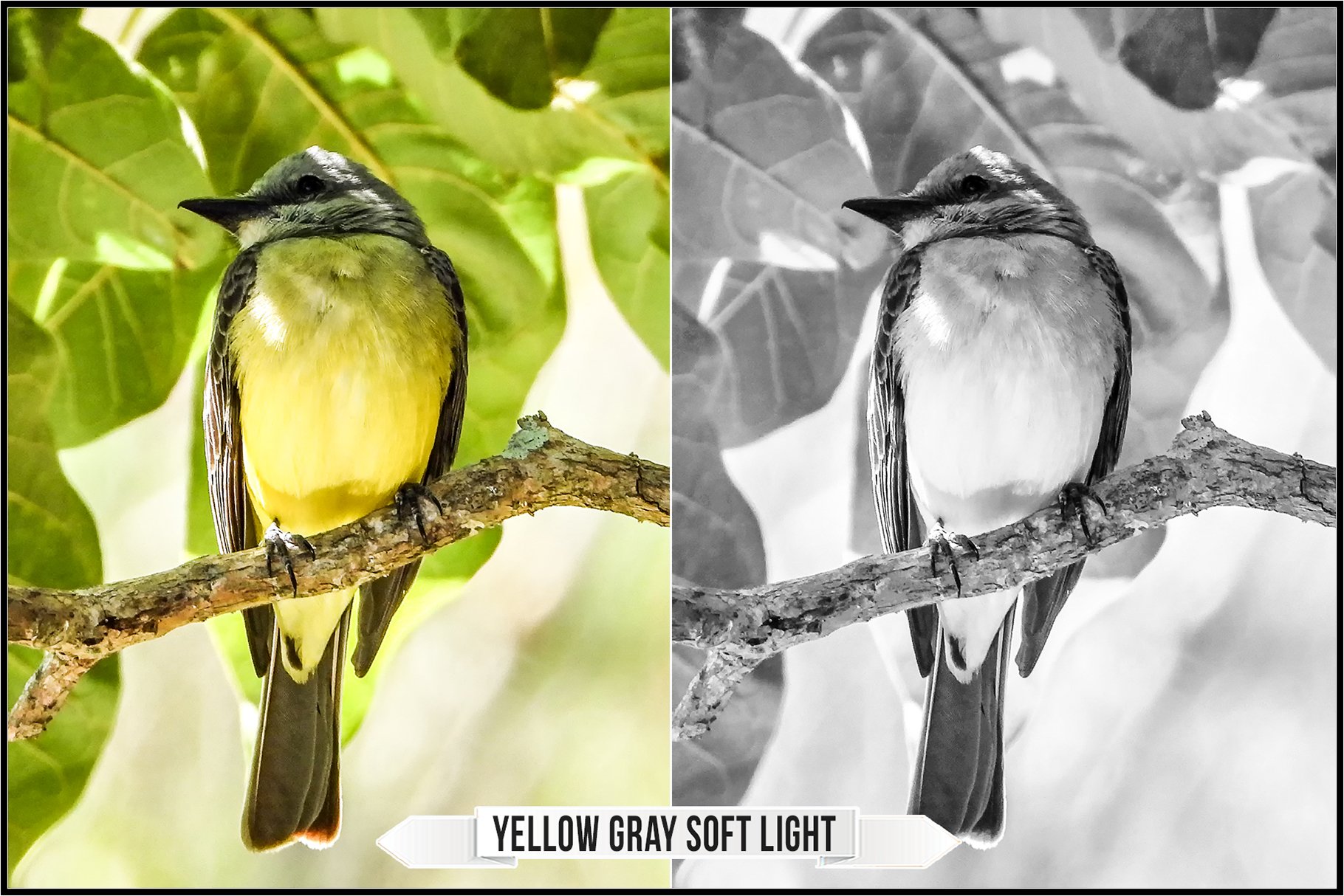 yellow gray soft light 176