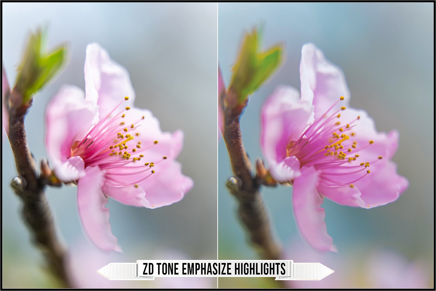 zd tone emphasize highlights 458