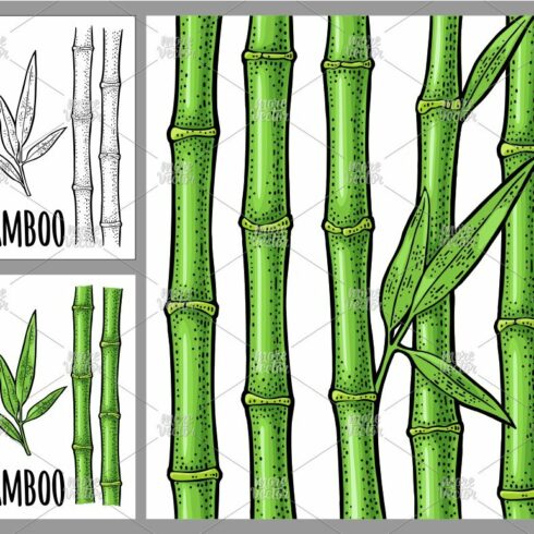 Drawing of bamboo stalks and leaves.