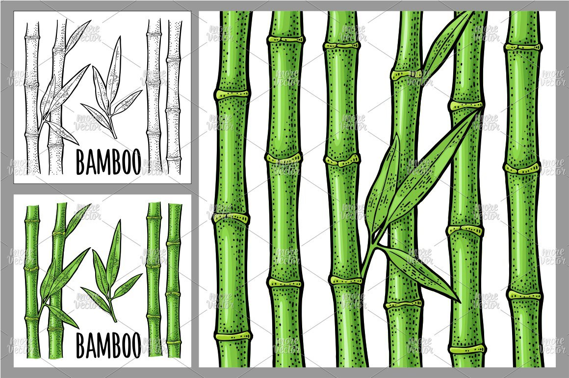 Drawing of bamboo stalks and leaves.