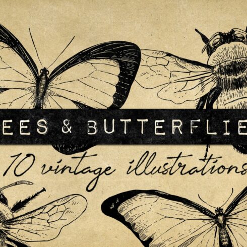 Vintage Bee Butterfly Illustrations cover image.