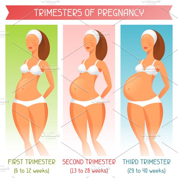 Trimesters of pregnancy. cover image.