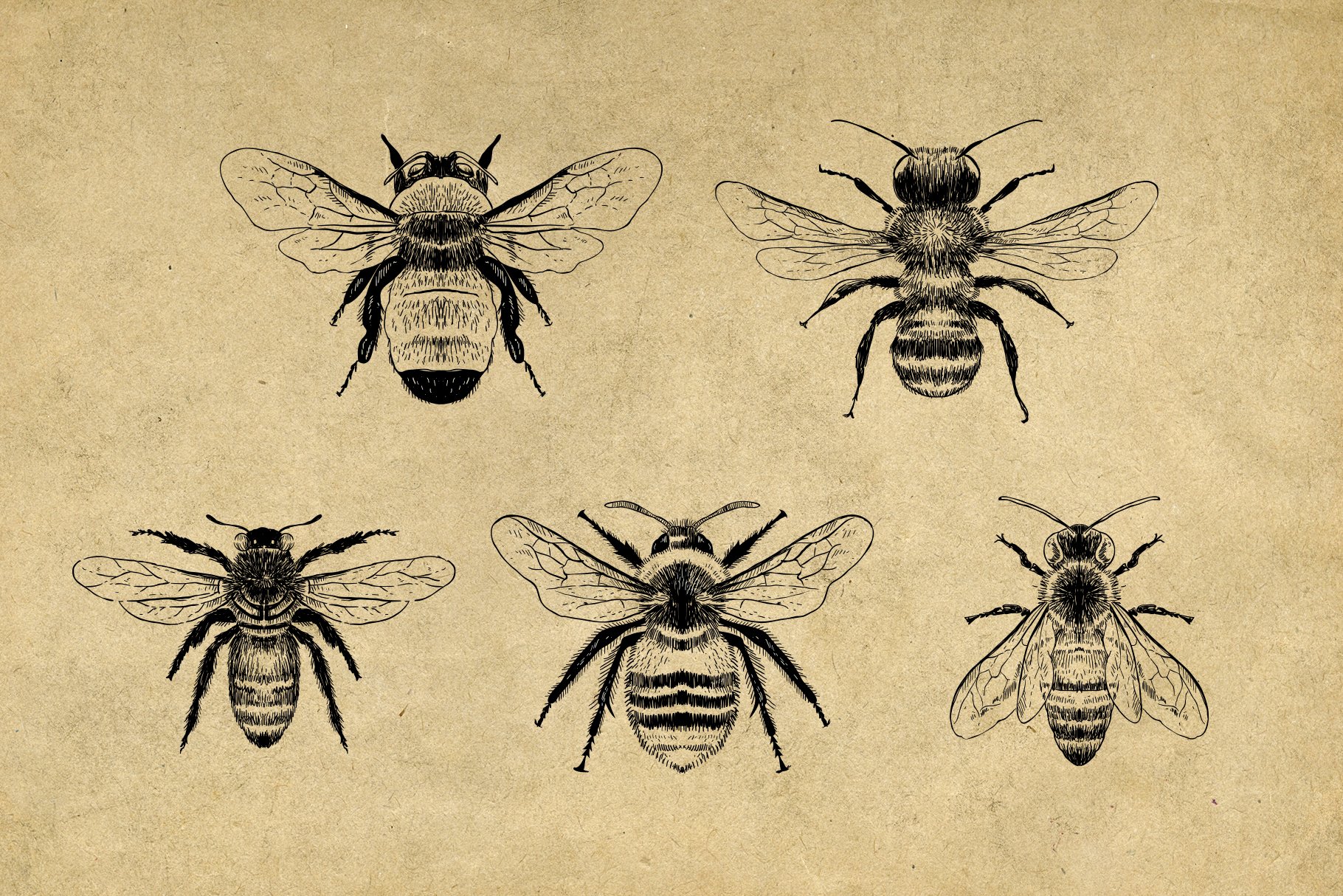 04 vintage bees etching graphics 933