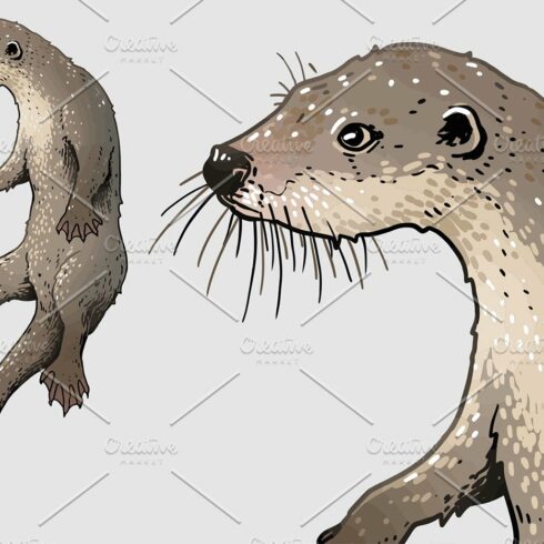 European otter illustration cover image.
