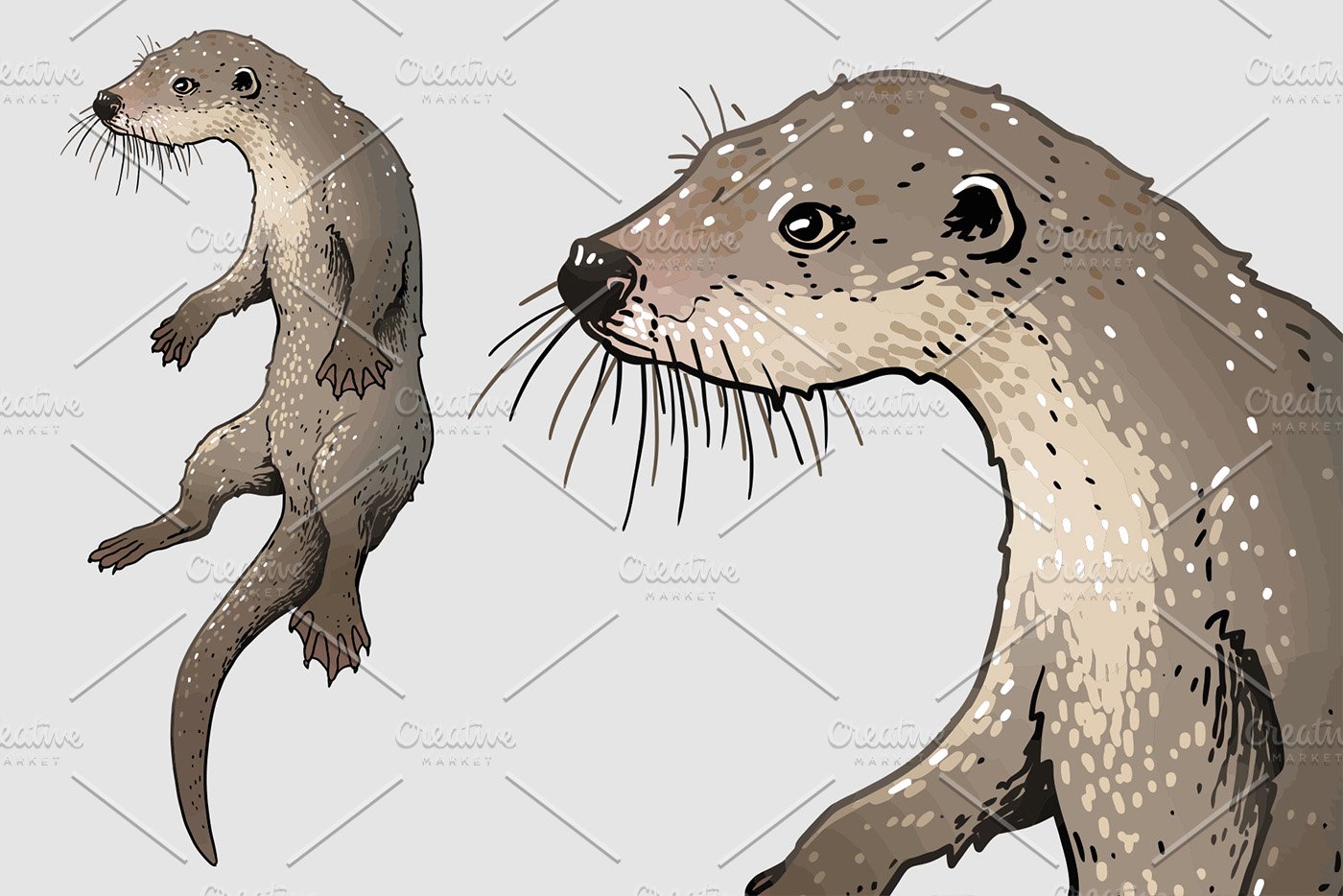 European otter illustration cover image.