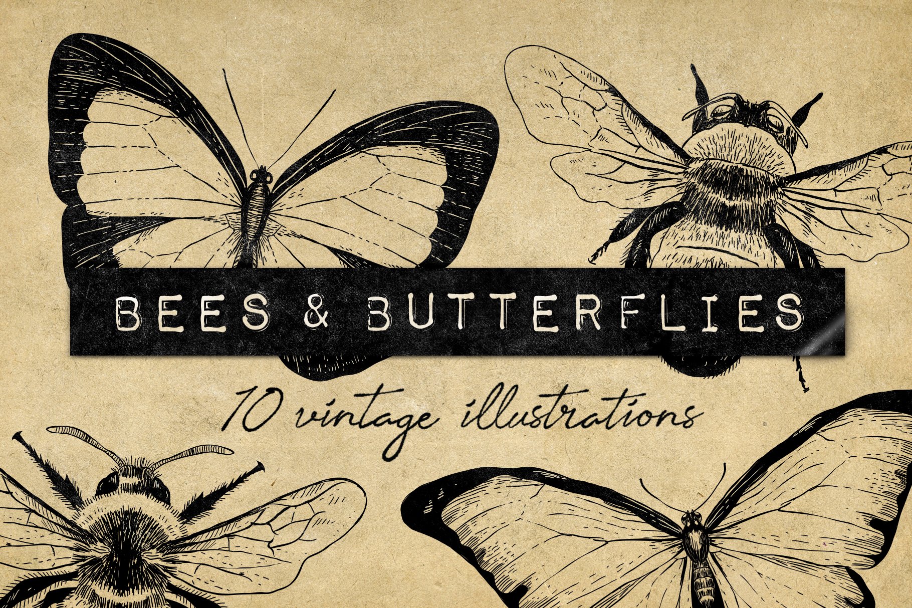 08 vintage bees butterflies illustrations 409