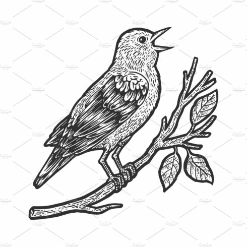 nightingale bird sketch vector cover image.