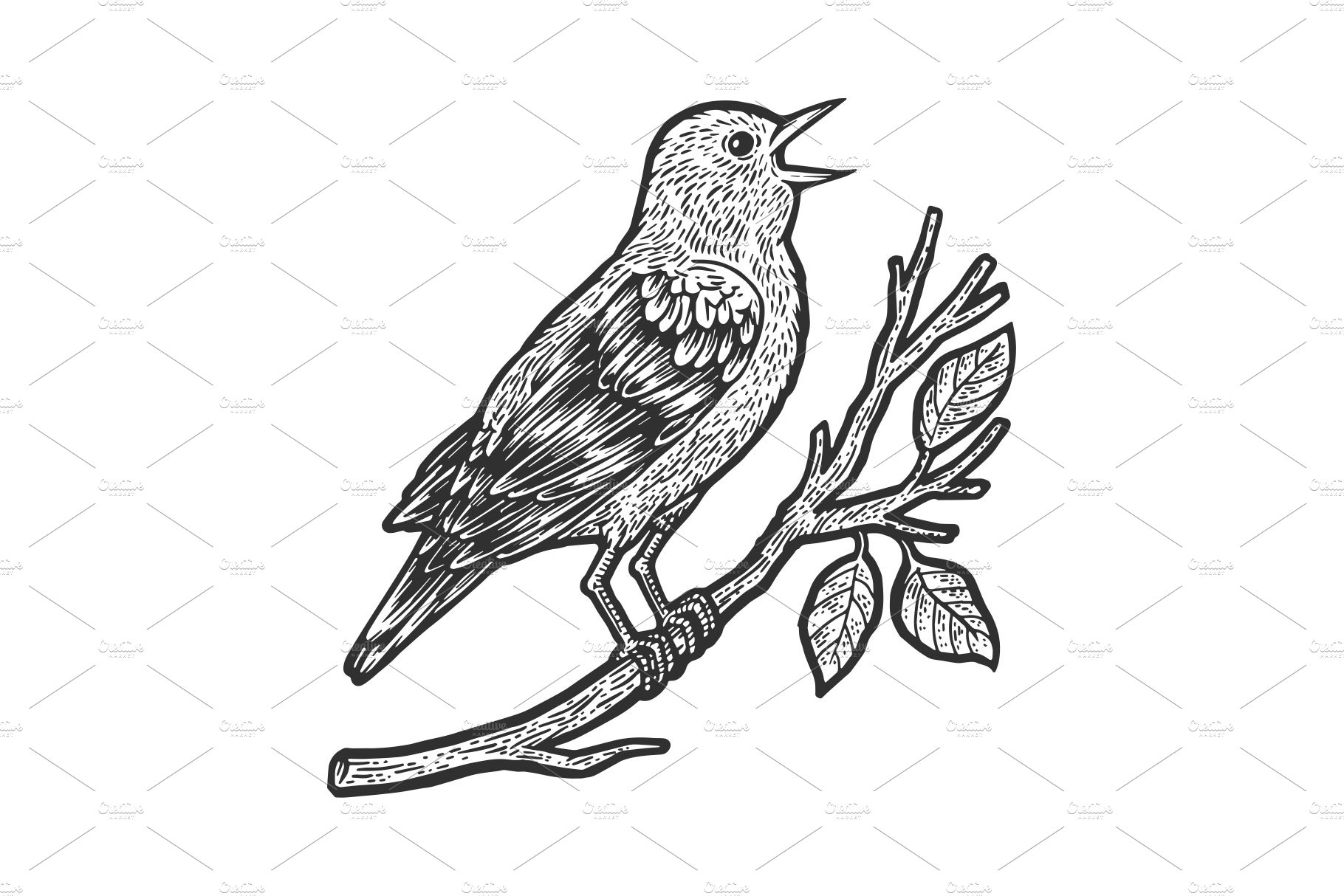 nightingale bird sketch vector cover image.