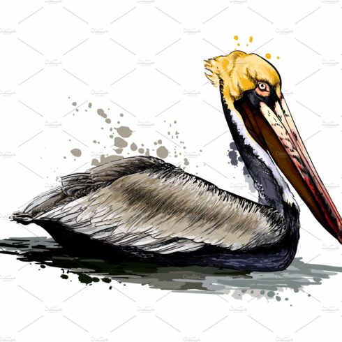 Pelican from a splash cover image.