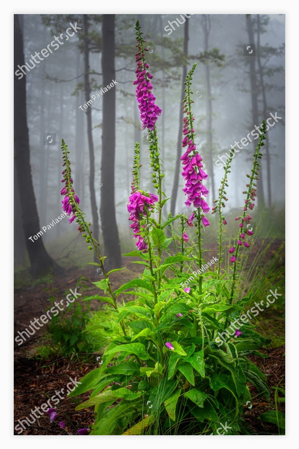 Blooming and growing flower Digitalis purpurea in a misty forest.