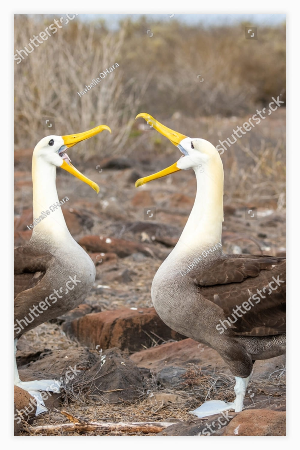 Closeup of waved albatross pair performing courtship ritual.