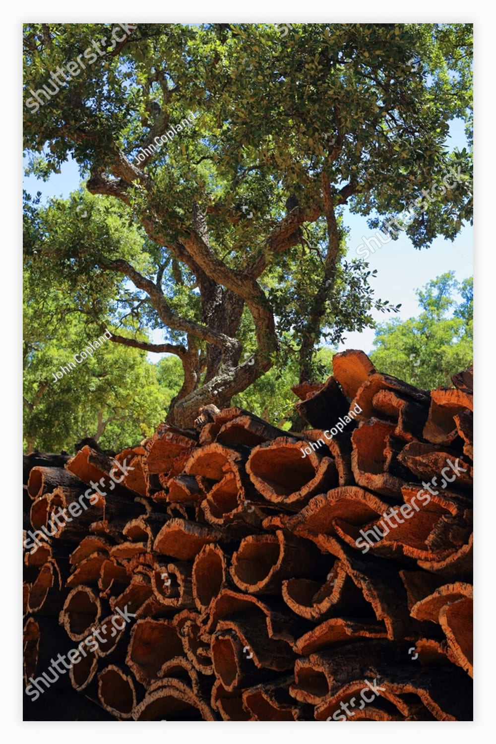A stack of recently harvested cork oak bark drying in the sunshine under a cork oak tree.