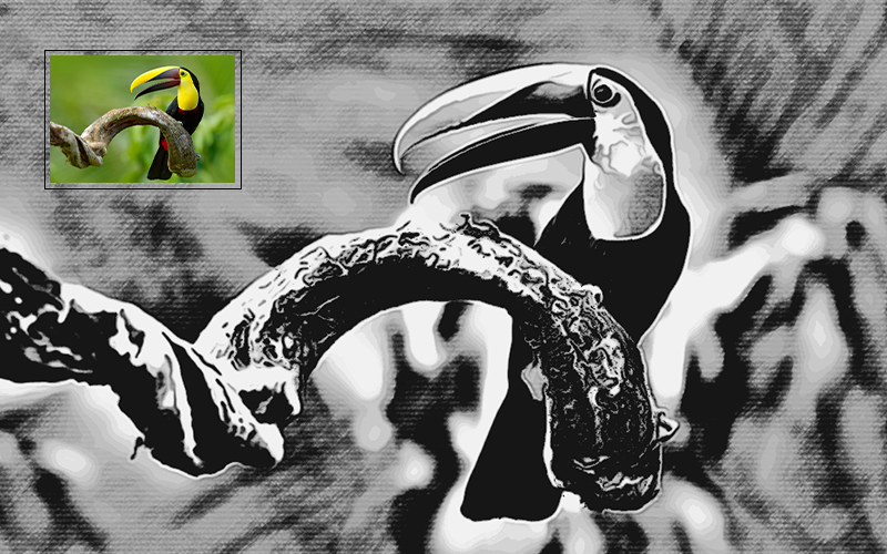 Black and white photo of a toucan bird.