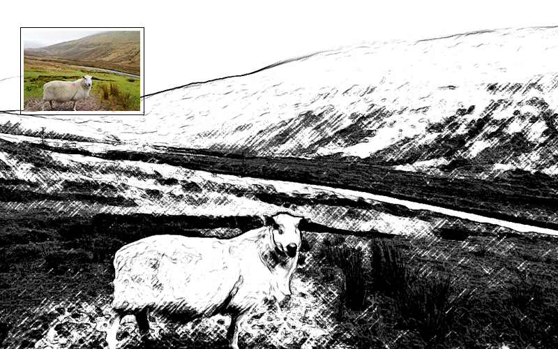 Black and white photo of a sheep in a field.