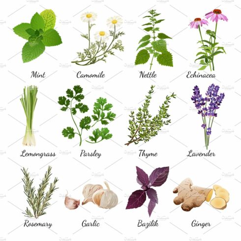 Herbs and wildflowers icons set cover image.