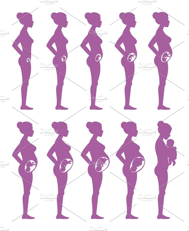 pregnancy stages
