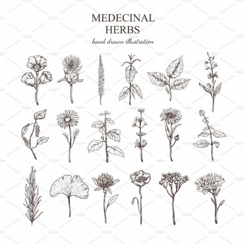 Hand Drawn Medical Herbs Collection cover image.