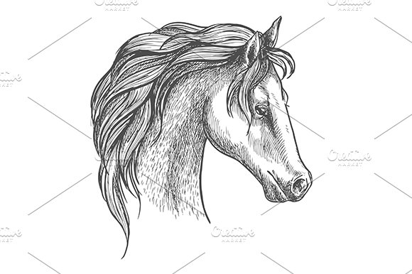 arabian horse head outline