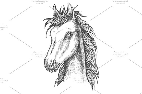 Sketched horse head cover image.