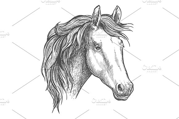 Arabian horse sketch cover image.