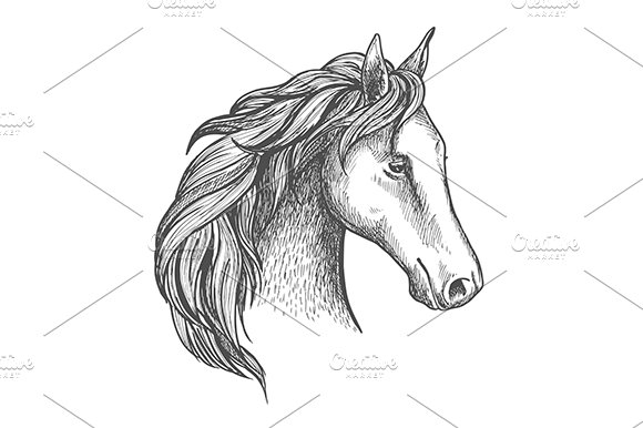 Sketched horse head cover image.