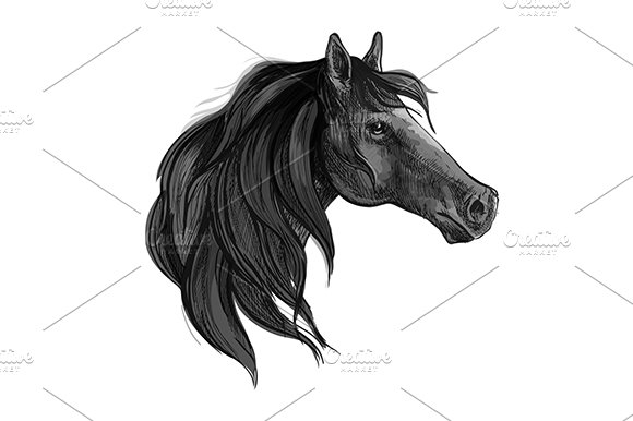 Black horse sketch cover image.