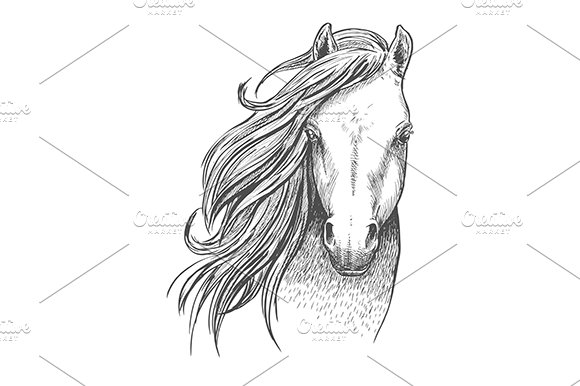 Beautiful wild horse sketch cover image.