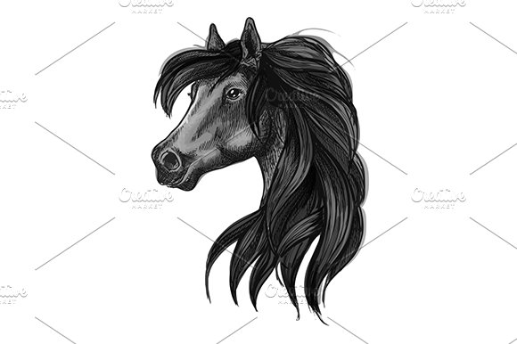 Black arabian stallion cover image.