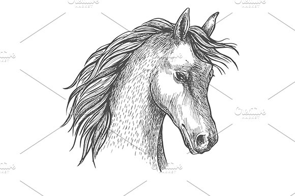 Sketched head of arabian horse cover image.
