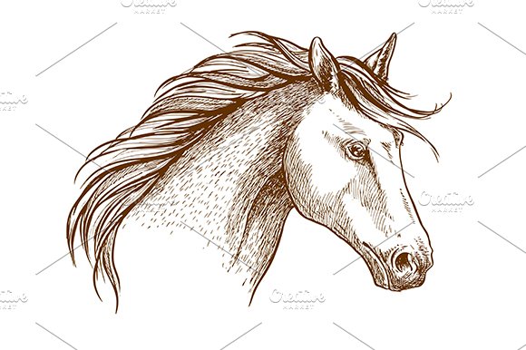 Sketched stallion horse icon cover image.