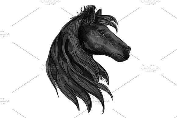 Black horse head cover image.